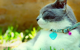 gray and white cat wearing cyan collar