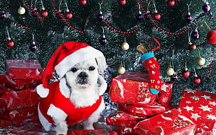 white dog with christmas hat near christmas tree HD wallpaper