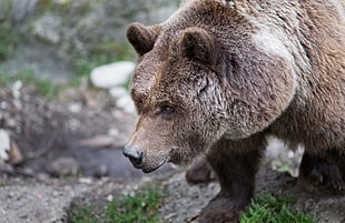 shallow focus photography of brown bear