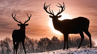 two silhouette of deers