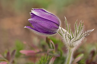 shallow focus on purple flower, pasque flower