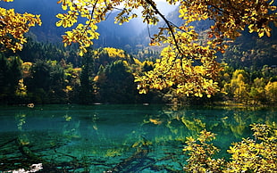 green forest with green body of water during daytime