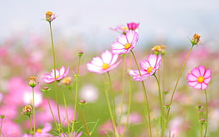 pink Cosmos flower field in selective photo at daytime