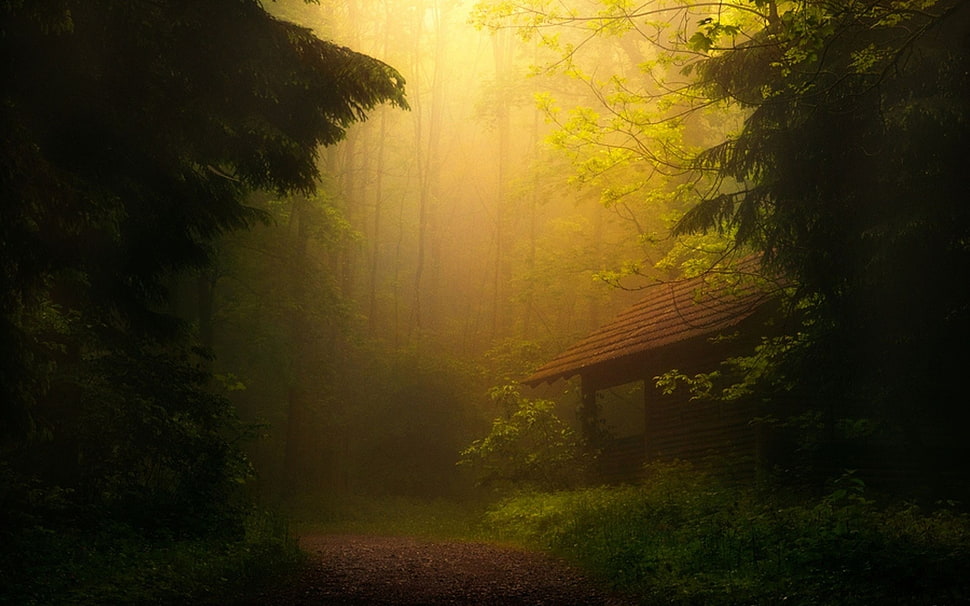 brown cabin in woods HD wallpaper