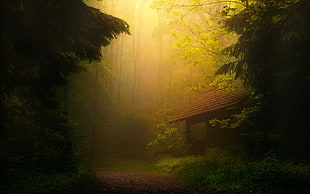 brown cabin in woods