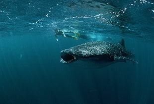 gray whale shark, shark, animals HD wallpaper
