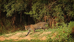 photography of running Leopard near forest during daytime