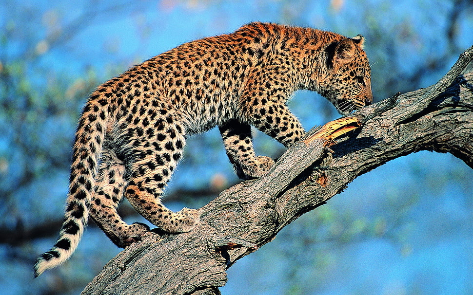 leopard climbing on tree HD wallpaper