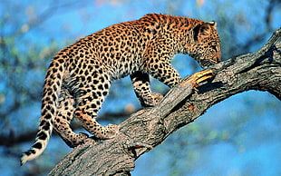 leopard climbing on tree HD wallpaper
