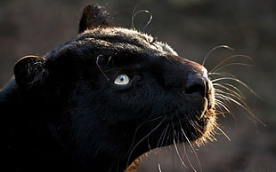 photo of a Panther