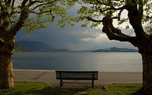 black wooden bench, nature
