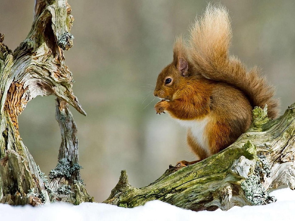 brown squirrel on tree HD wallpaper