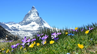 purple and yellow flower field, nature, landscape, mountains, Switzerland HD wallpaper