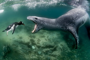 sea lion and penguin underwater