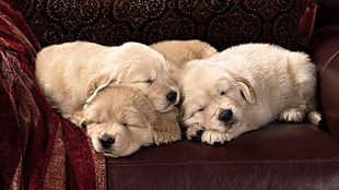 short-coated three white puppies on red leather sofa chair