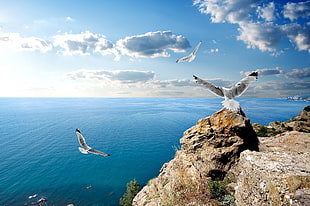 three white birds flying above body of water under blue sky during daytime