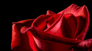 macro shot of red rose