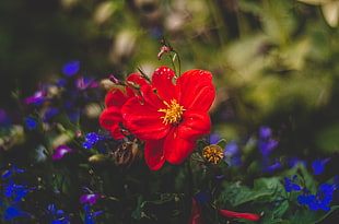 red petaled flowers, Flower, Red, Bud