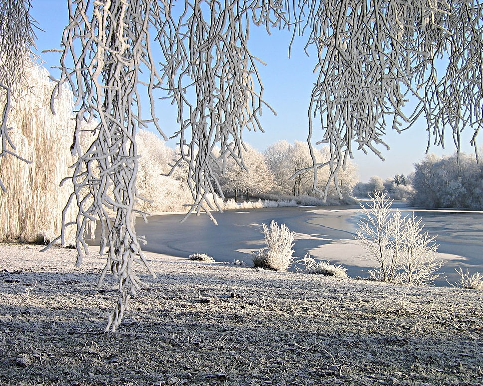 Willow,  Snow,  River,  Winter HD wallpaper