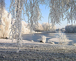 Willow,  Snow,  River,  Winter HD wallpaper