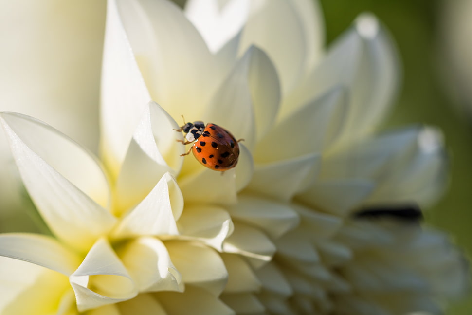 white flower with bug, lady bug HD wallpaper