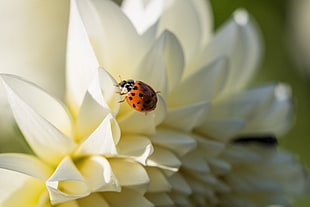 white flower with bug, lady bug
