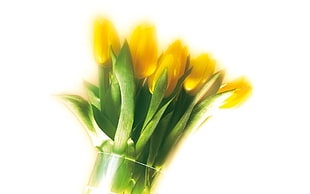 bundle of yellow tulips