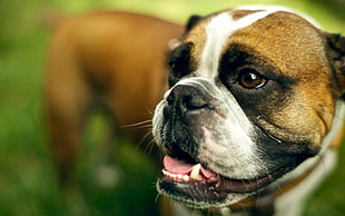 tilt lens photography of brown and white pug HD wallpaper