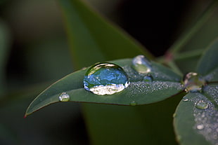 water droplet on green leaves