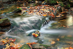 time lapse photography of river surrounded by withered leaf