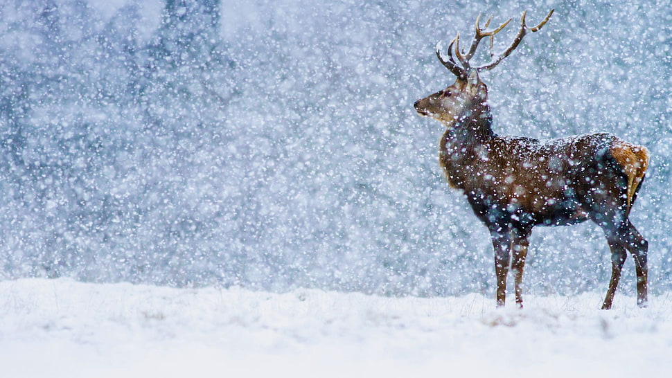 deer, nature, landscape, deer, snow HD wallpaper