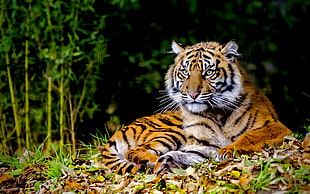 brown and black tiger, tiger, animals, big cats