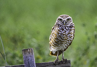 selective focus photography of owl, burrowing owl HD wallpaper