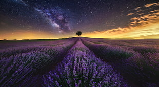 purple flower field, photography, landscape, nature, lavender