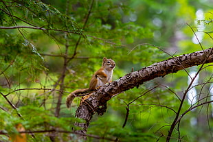 shallow focus photography of squirrel in tree branch, mann HD wallpaper