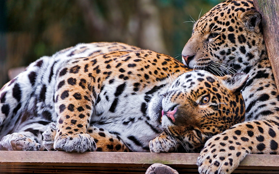 two Leopards HD wallpaper