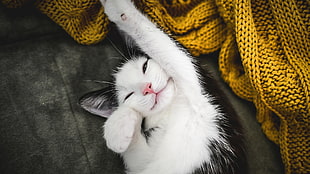 short-haired black and white kitten, animals, cat, fabric, stretching