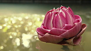 closeup photo of pink Rose flower
