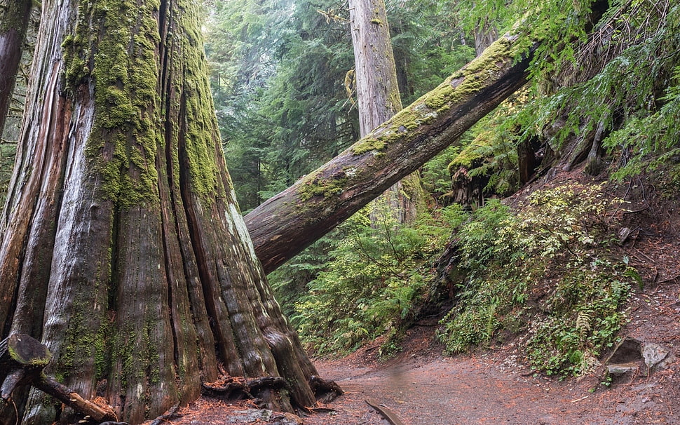 brown tree trunk, trees, forest, nature HD wallpaper