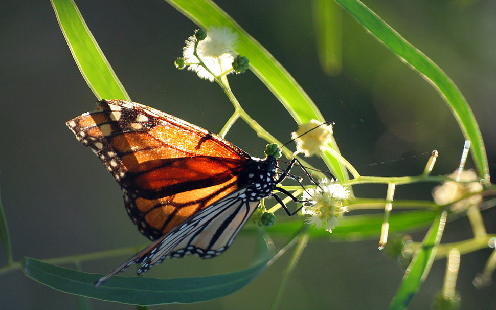Monarch butterfly perched on green leaf HD wallpaper