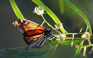 Monarch butterfly perched on green leaf