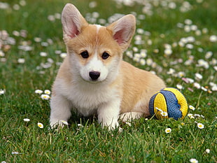 white and brown short coated puppy lying  on grass