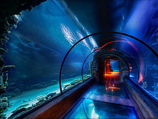 clear glass tunnel, aquarium, lights, water