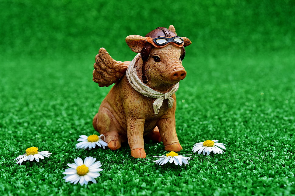 brown pig with daisy flower figurine HD wallpaper