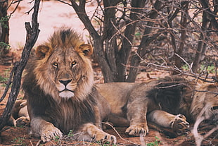 still life photo of two lions