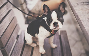 white and black Boston Terrier puppy, dog, animals HD wallpaper