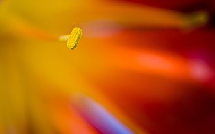 selective focus photography of flower's stigma, flowers, macro, plants HD wallpaper