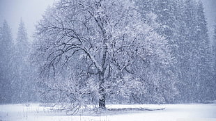 gray tree covered with snow