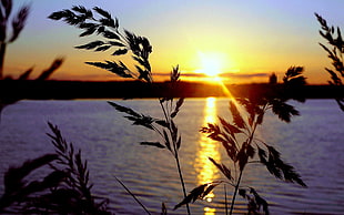 body of water, summer, sunset, Sun, water HD wallpaper