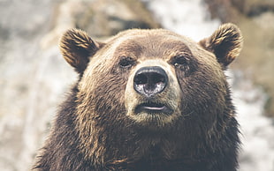 brown bear, animals, Thomas Lefebvre, bears, face HD wallpaper